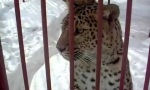 Leopard mag keine Zoobesucher
