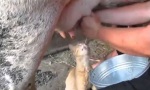 Milch-Shot am Morgen