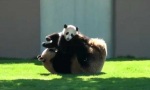 Lustiges Video : Kung-Fu-Panda-Training
