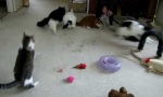 Lustiges Video : Katzen-Ketten-Reaktion