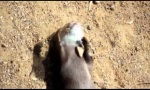 Magic Otter