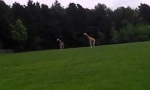 Lustiges Video - Giraffen haben es nicht einfach