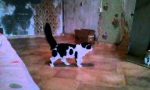 Funny Video - Katze im Spiegel