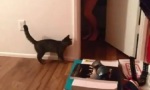 Funny Video - Katzen-Schreck