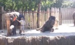 Selbst ist der Elefant