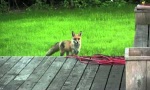 Lustiges Video : What does the Fox say?