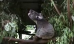Koala Sound Machine