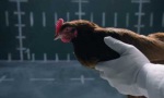 Funny Video : Neues vom Huhn