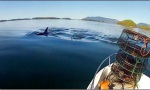 Orca Fly By