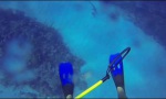 Lustiges Video : Shark Attack